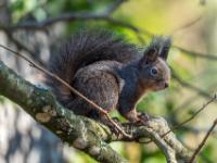 Eichhörnchen dunkelbraun